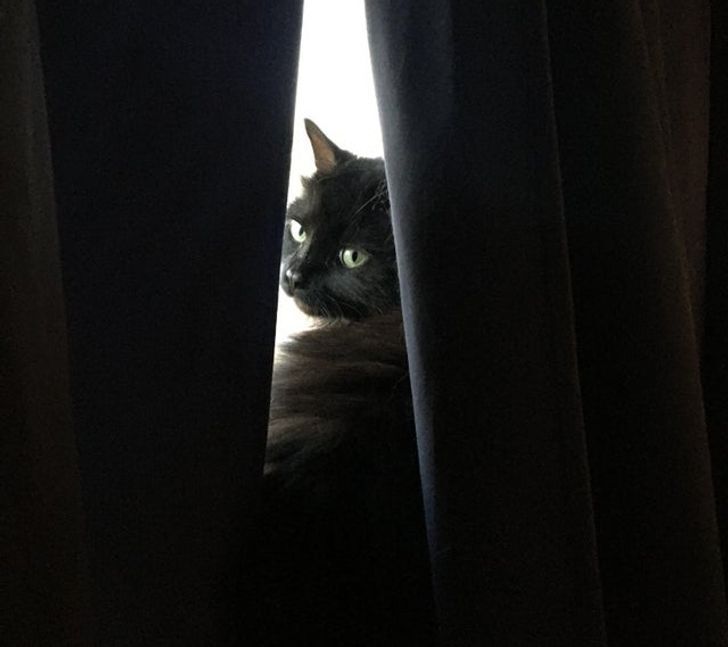 Кот выглядывает из-за шторы.