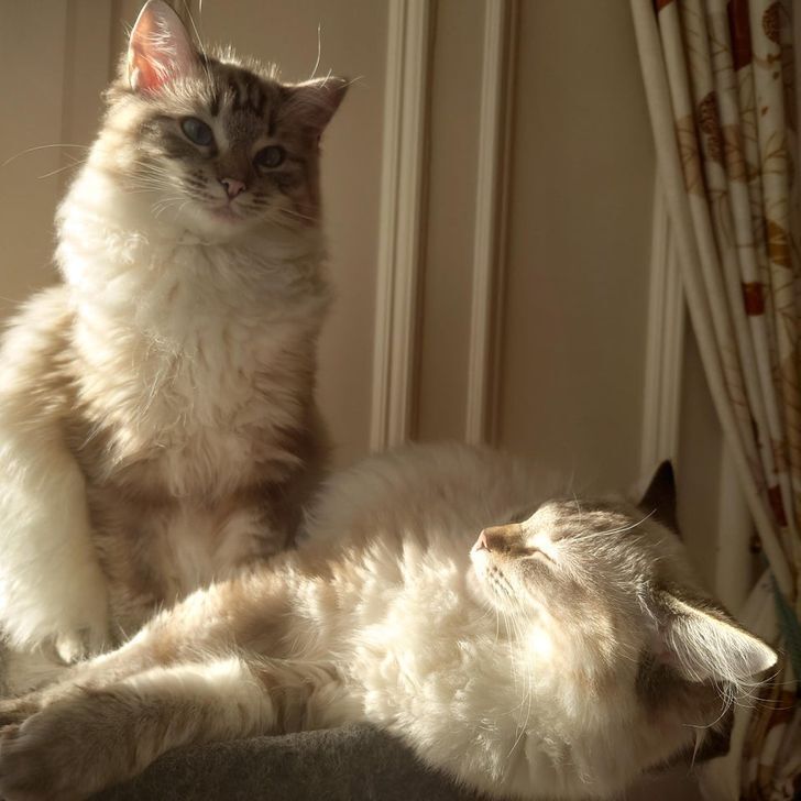 Кошки лежат на солнышке.