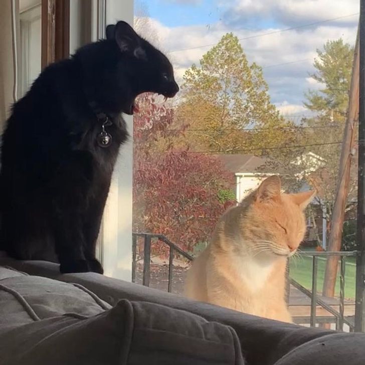 Коти сваряться через вікно