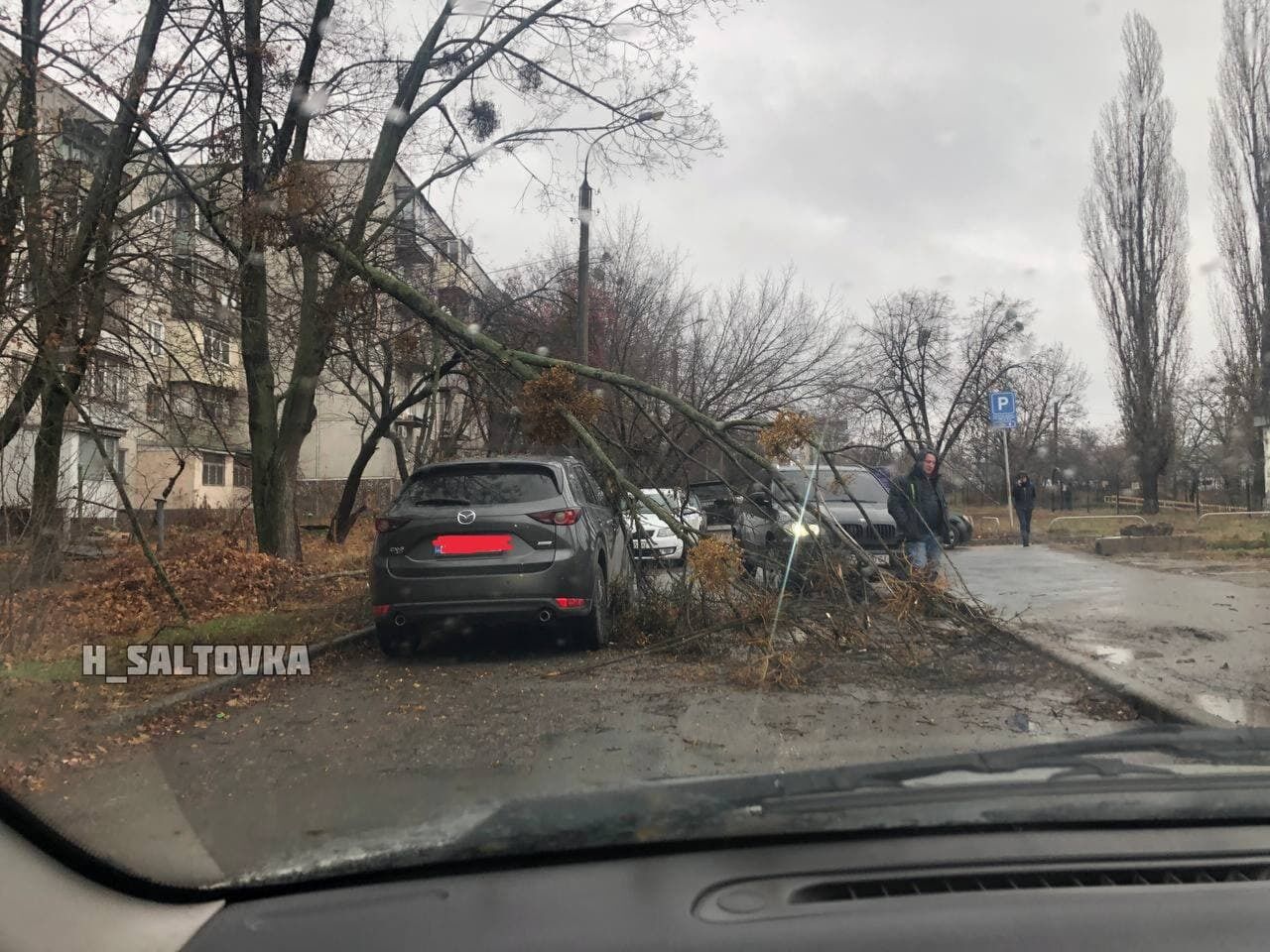 В Харькове ветер свалил дерево на машину