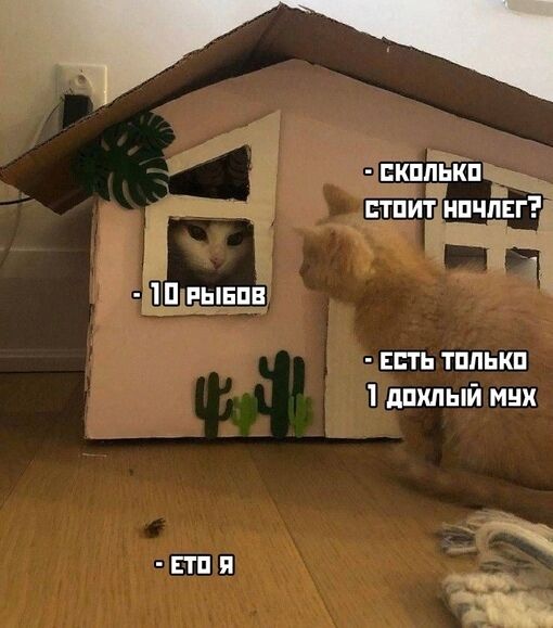 Мем с котами
