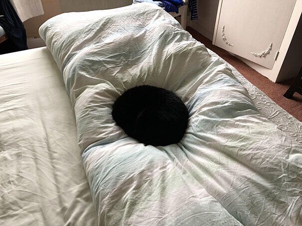 Кот лег на постель.