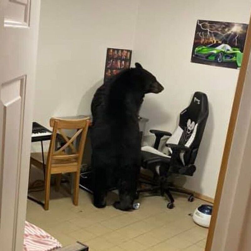 Ведмідь їсть пластівці в будинку.