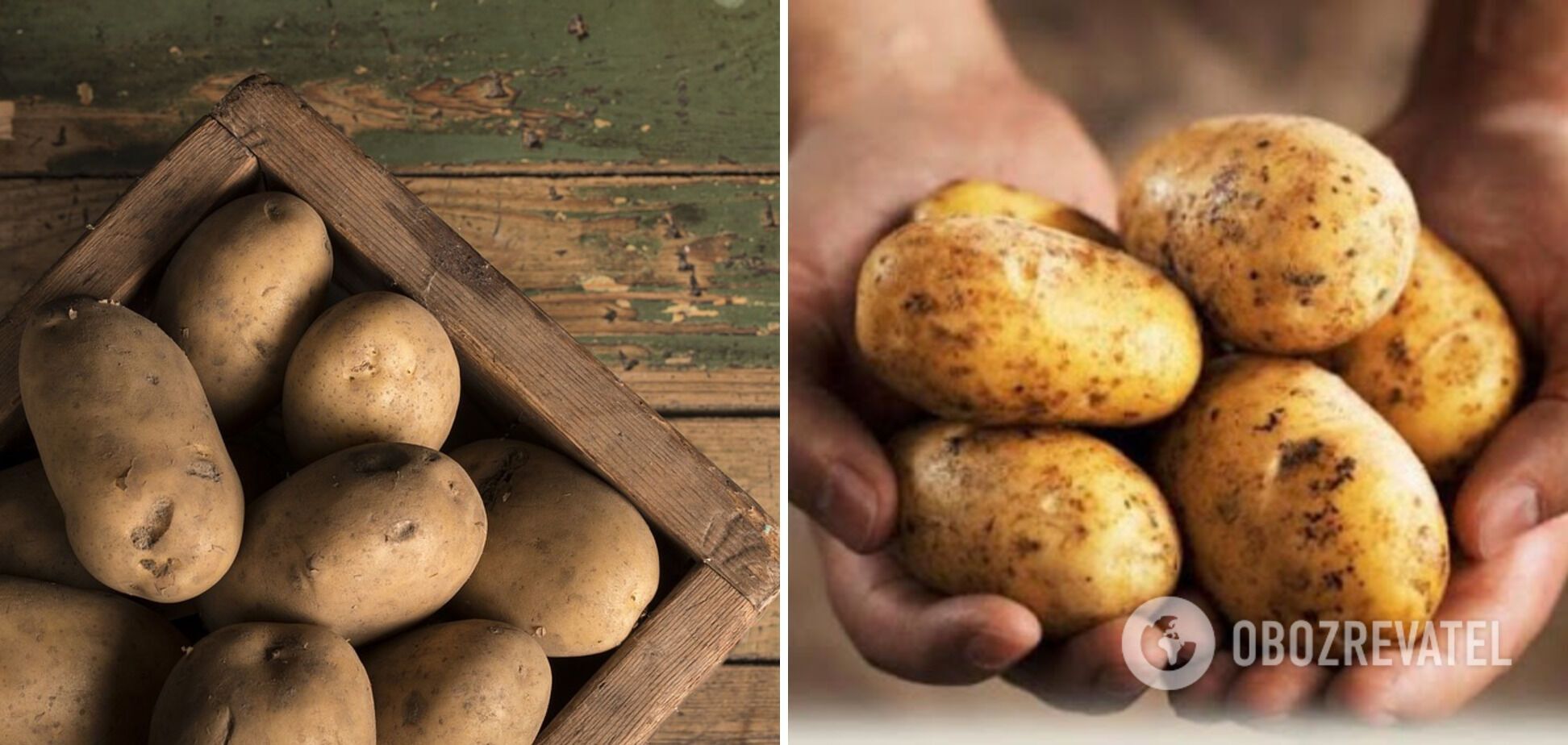 Як правильно вибрати картопля