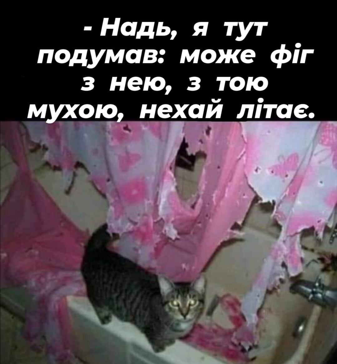 Мем з котом