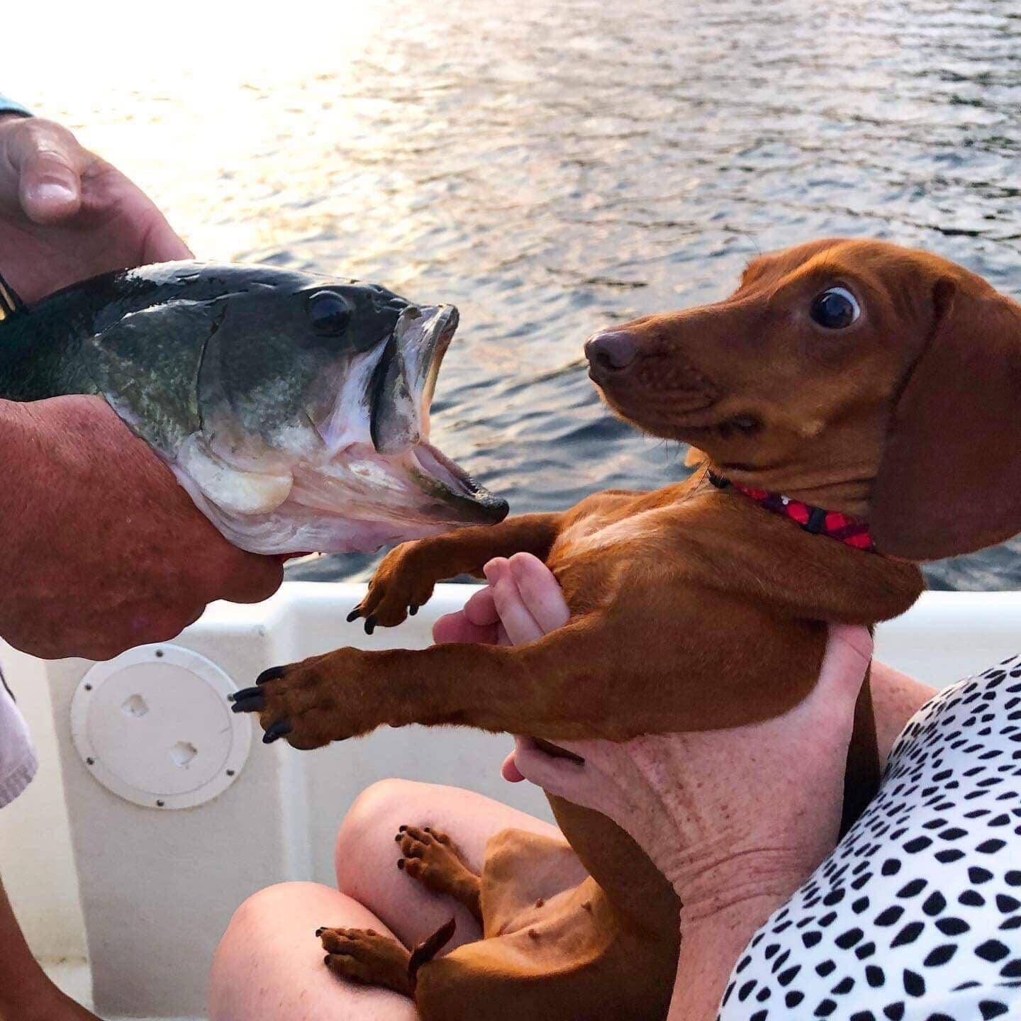 Собака знакомится с рыбой.