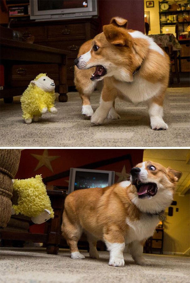 Пес боїться іграшки