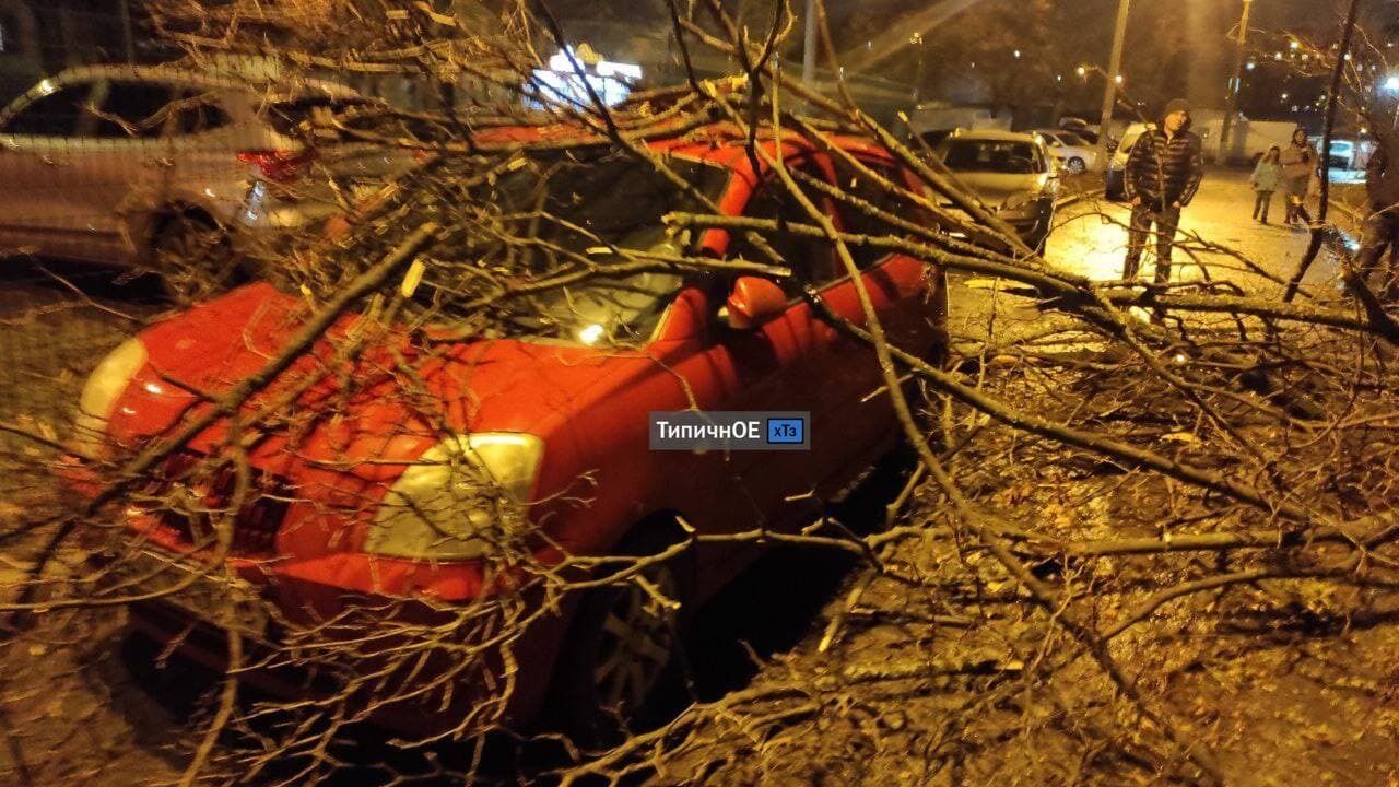 На вулиці Ощепкова дерево впало на припарковане авто
