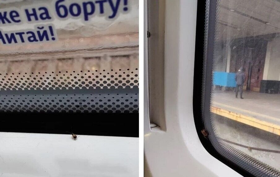 Таргани в поїзді "Інтерсіті" Київ – Одеса