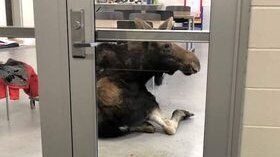 Лось возле двери школьного класса.