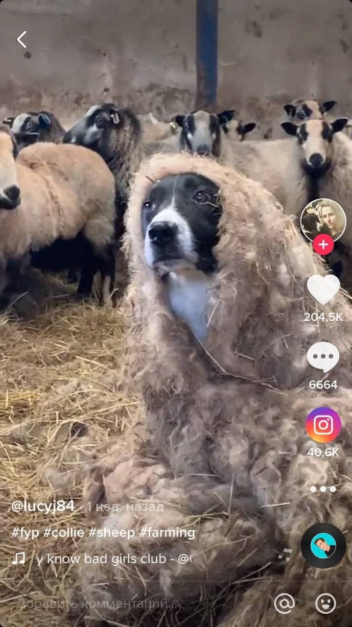 Собака в овечій шкурі обманює овець.
