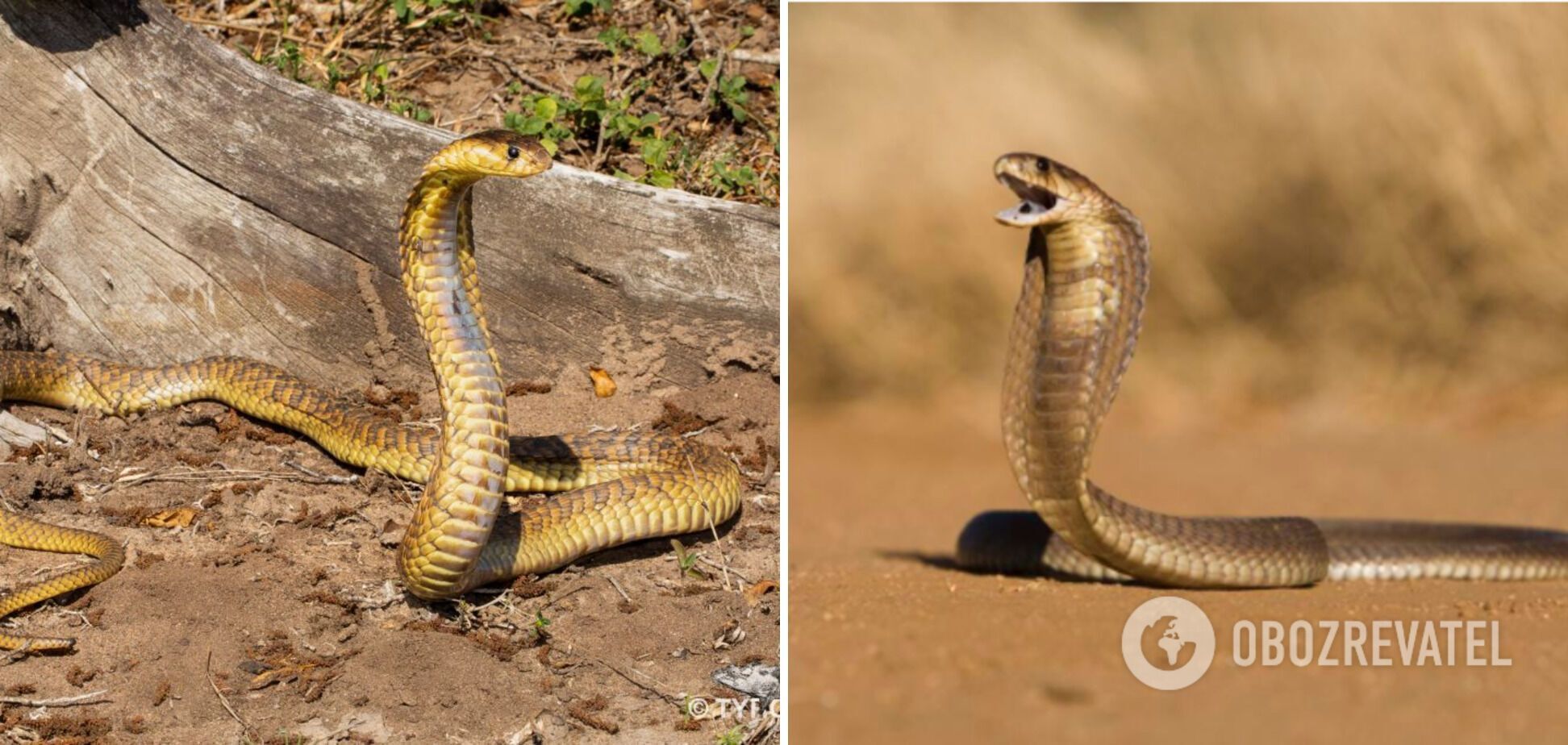 Полосатая кобра напала на туриста в Африке