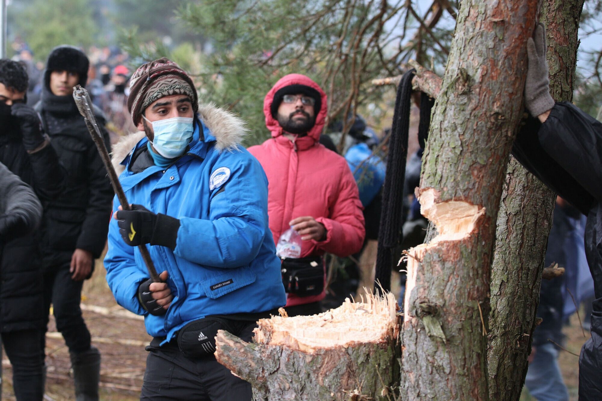 Мигранты рубят деревья