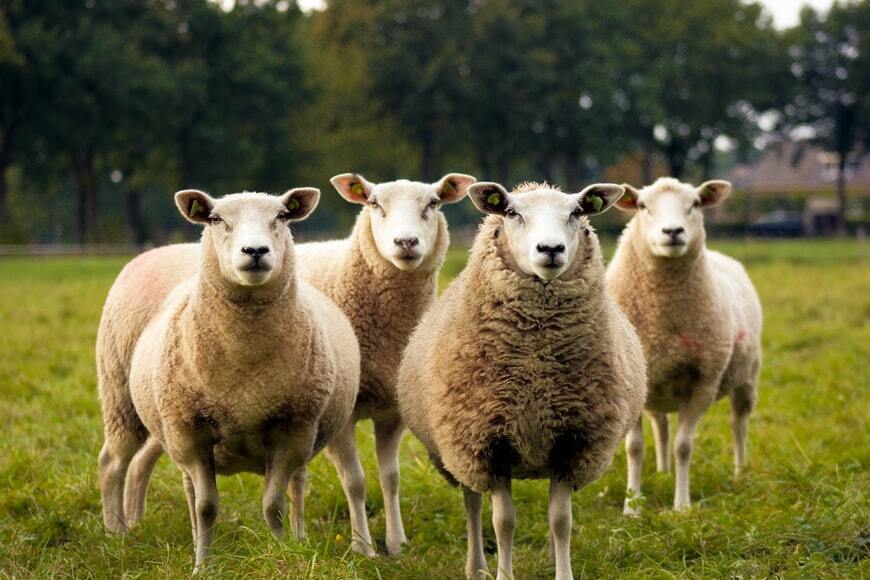 На День Анастасии заканчивали стричь овец.