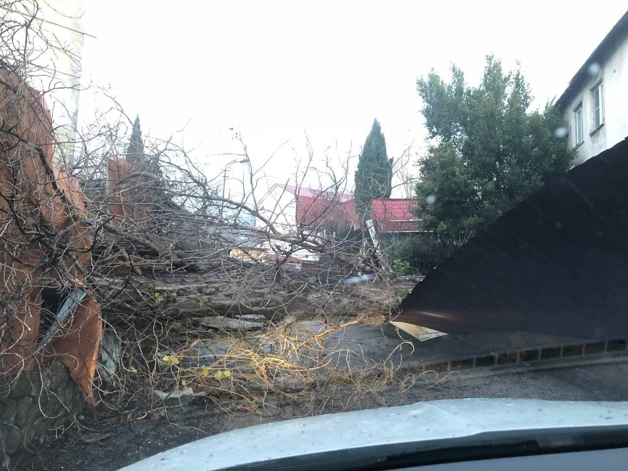 У Ялті на 10 автомобілів впали дерева