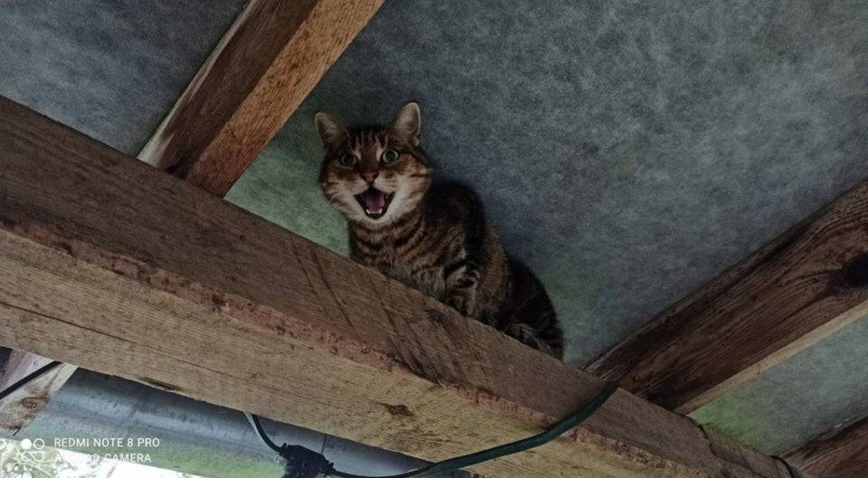 Кіт не може злісти з даху