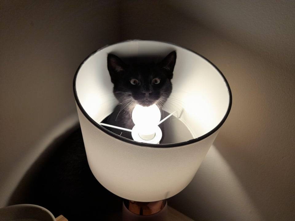 Кот залез в лампу.