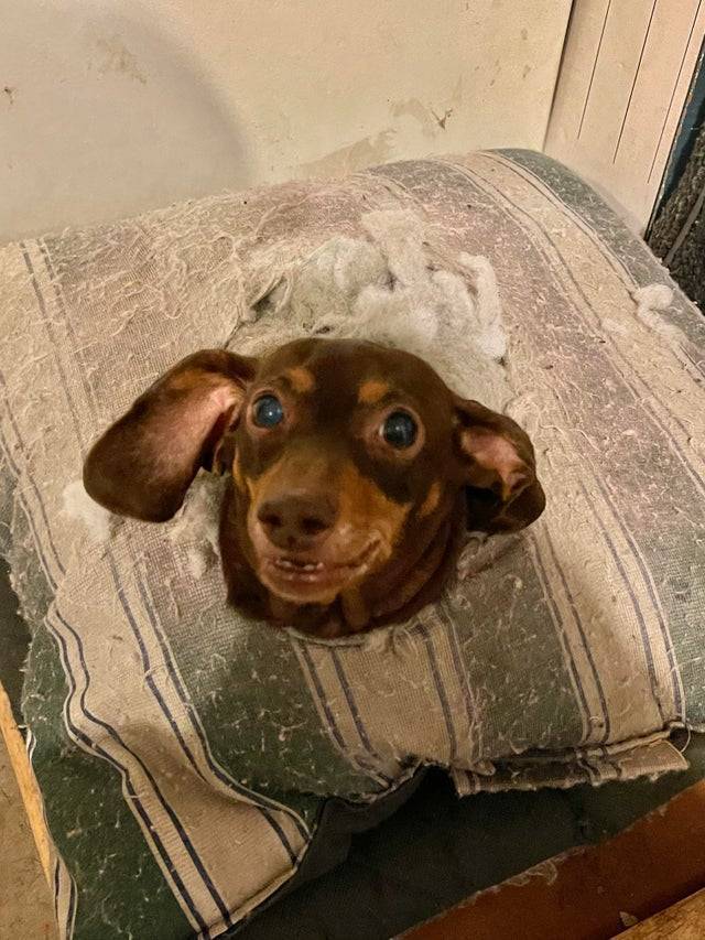 Пес застряг у подушці