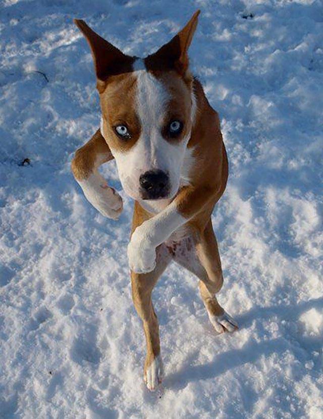 Пес танцует на снегу.
