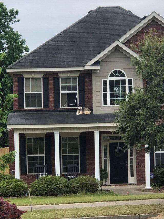 Собака вылезла на крышу.