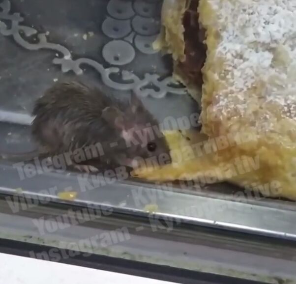 Мышь ела штрудель на витрине кафе