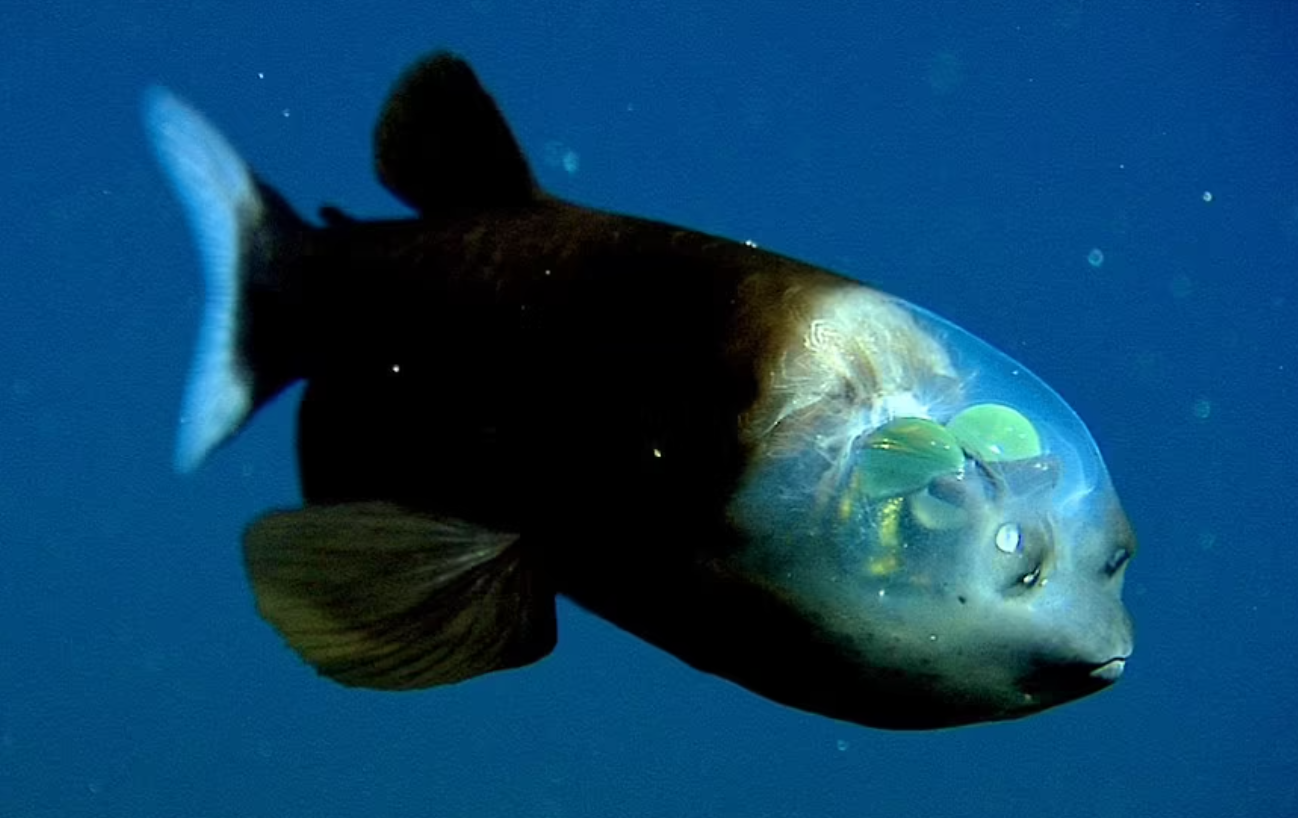 Зовнішність у цієї риби зовсім інопланетна.