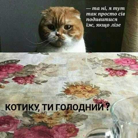 Мем с котом