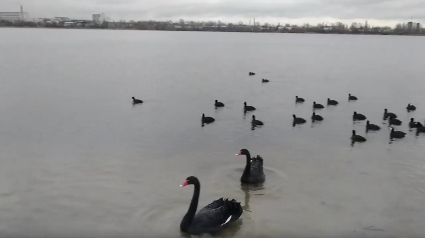 Черные лебеди появились в озере Вырлица