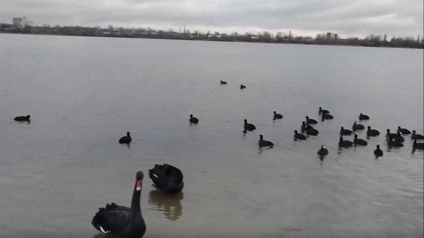 Черные лебеди появились в озере Вырлица