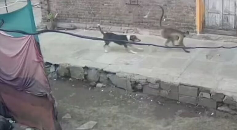Собаки пытались отогнать приматов от людей.