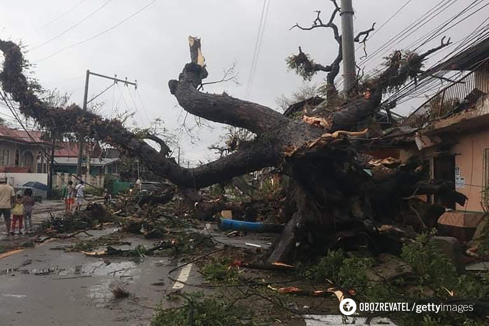 Тайфун вырывал деревья прямо с корнями.