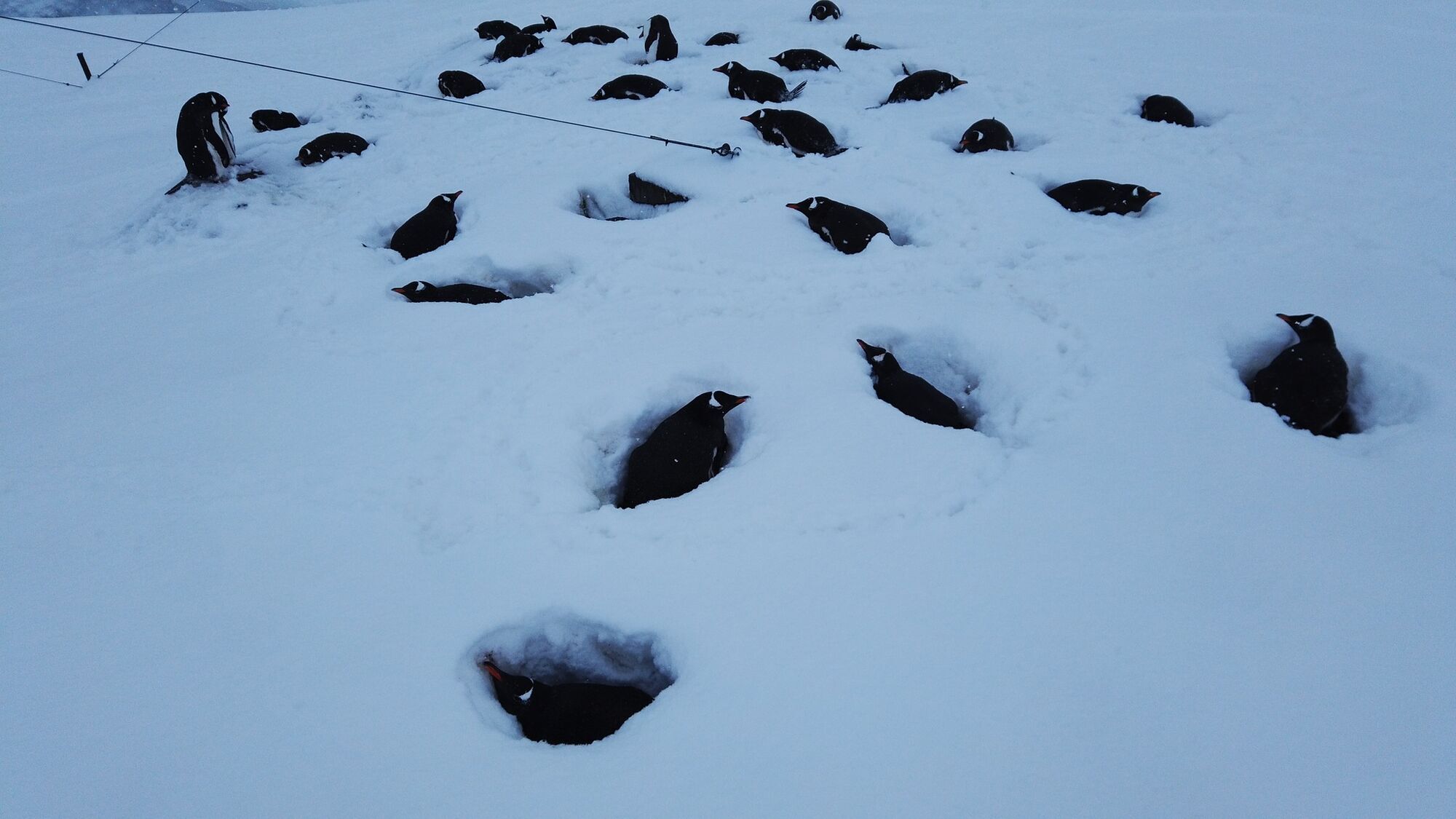 Метеорологи зафиксировали рекордный уровень снега возле станции "Академик Вернадский"