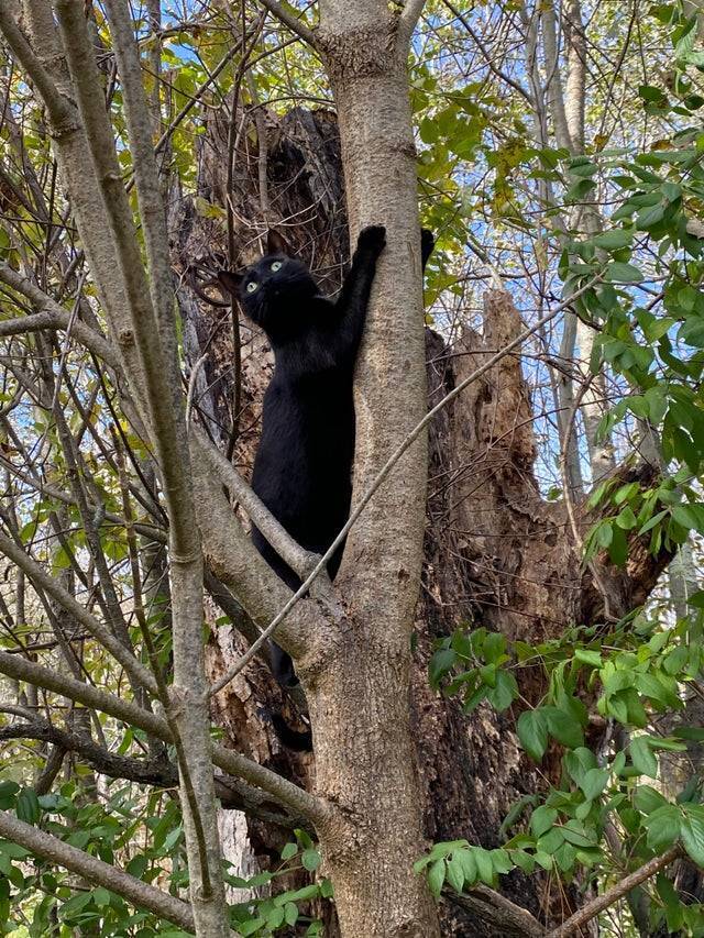 Кіт виліз на дерево