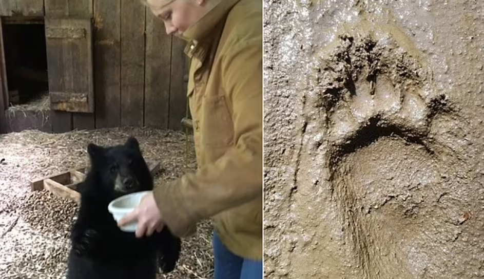 Ученые сравнили следы с отпечатками медведей, шимпанзе и людей.