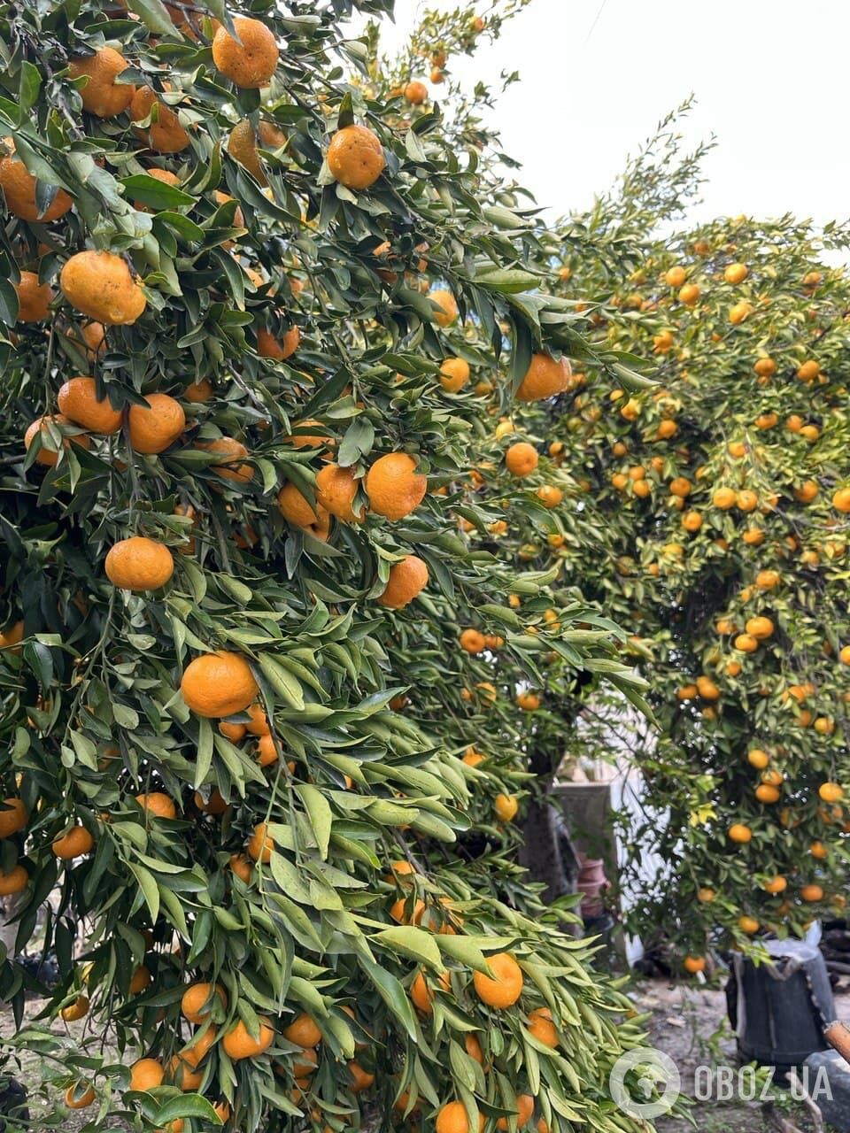 Мандариновые деревья в деревне Летимбу