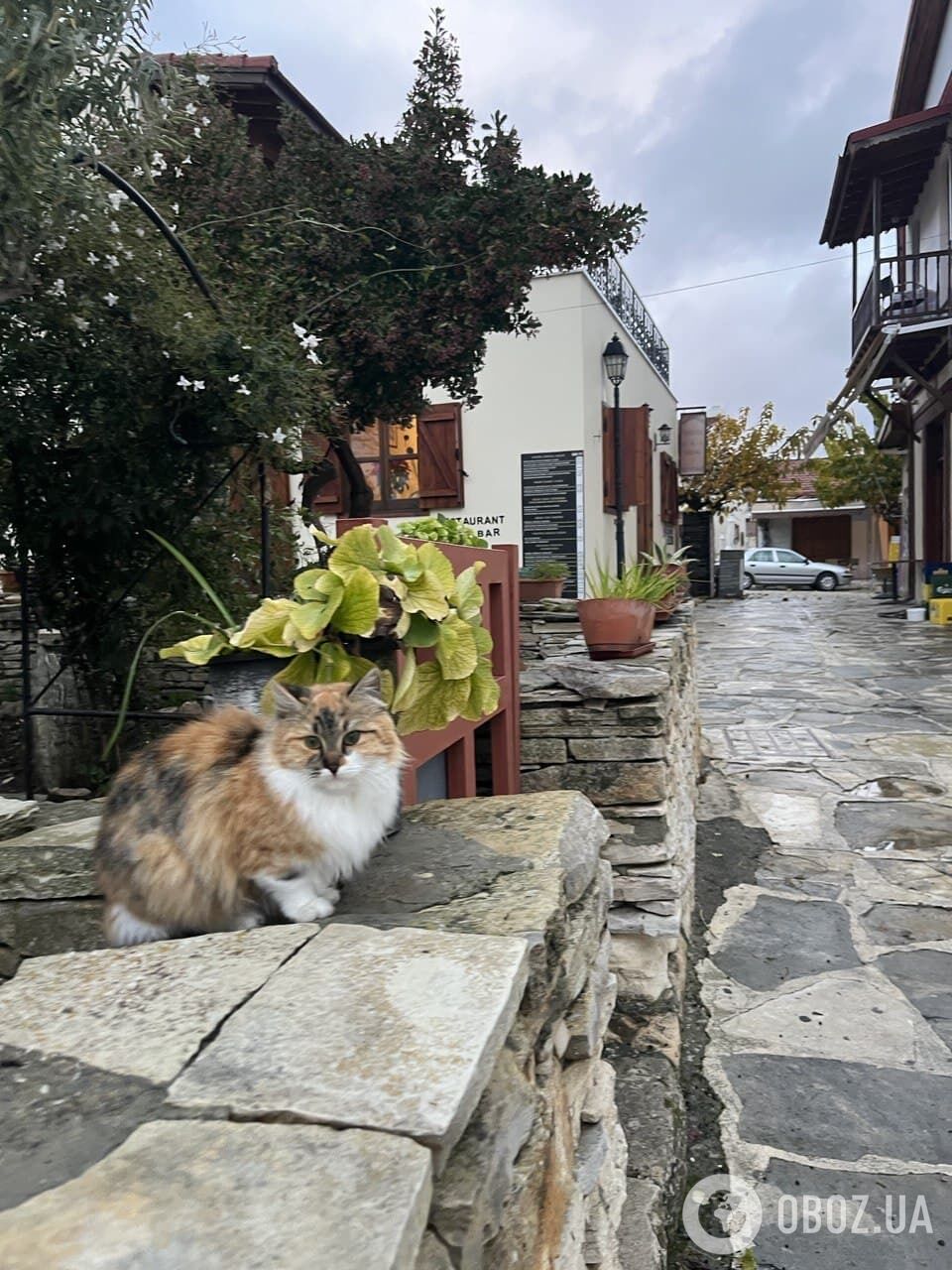 Кошки – один из главных символов Кипра