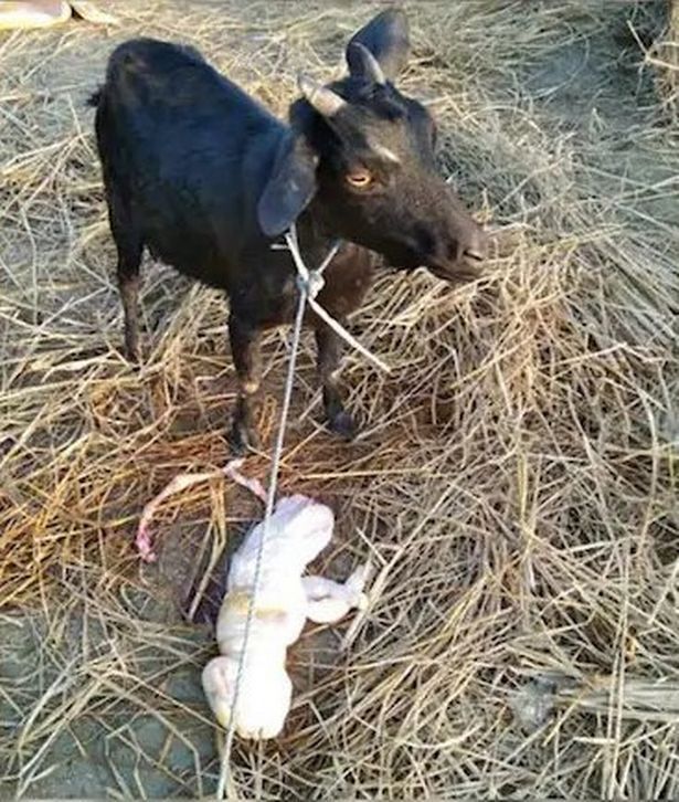 В Індії народилося козеня з "людським обличчям": це вважають поганим знаменням. Фото 18+