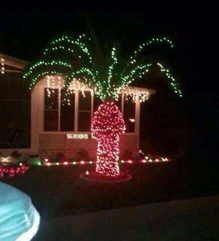 Огоньки превратили пальму в довольно странное рождественское дерево