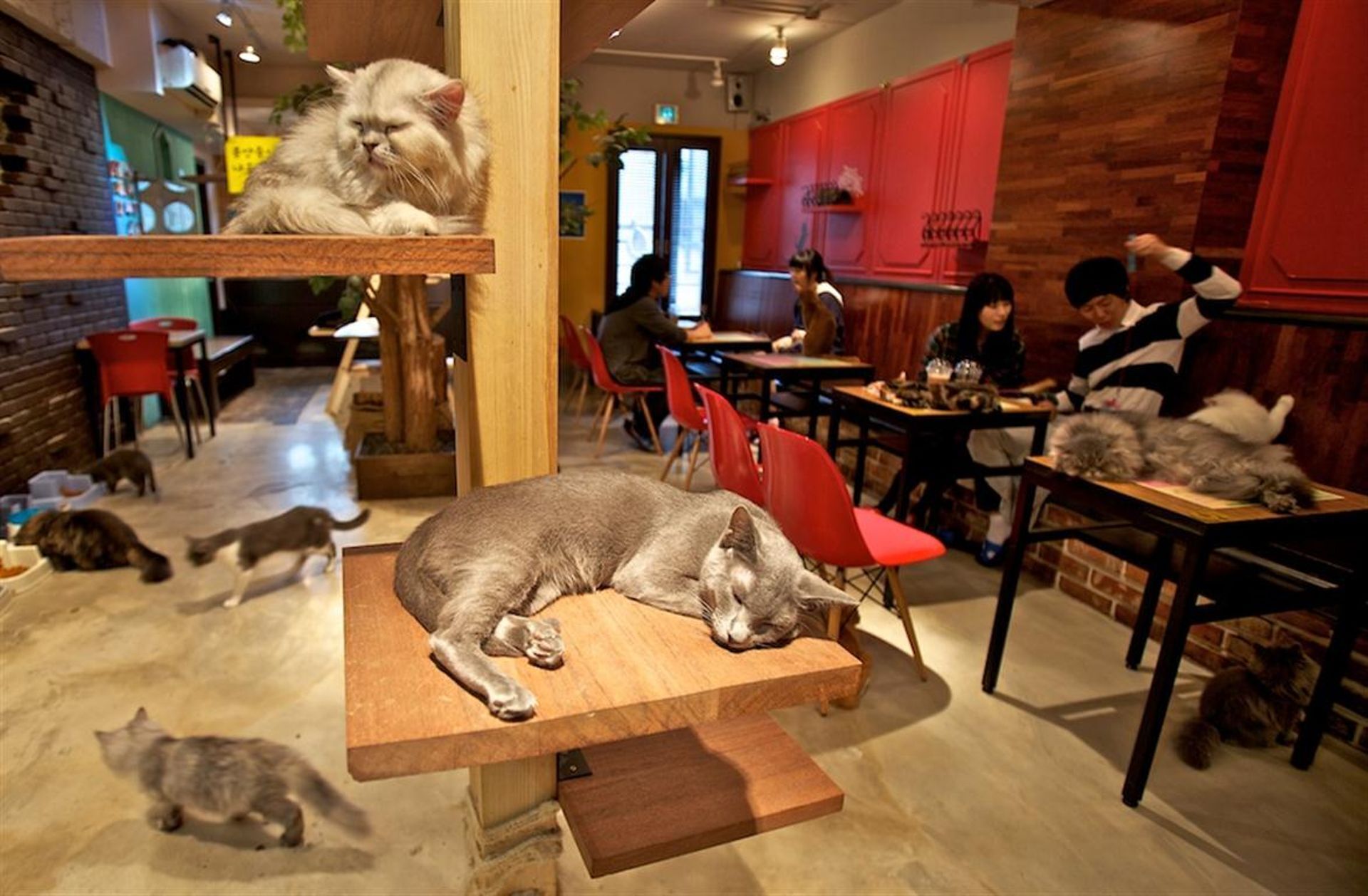Мода на кото-кафе пришла в Европу из Азии