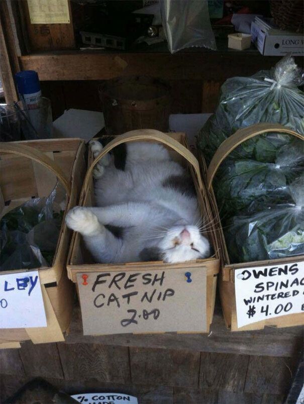 На ринку продають свіжих котів