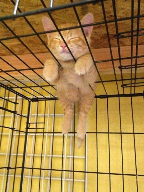 Кот спит на клетке.