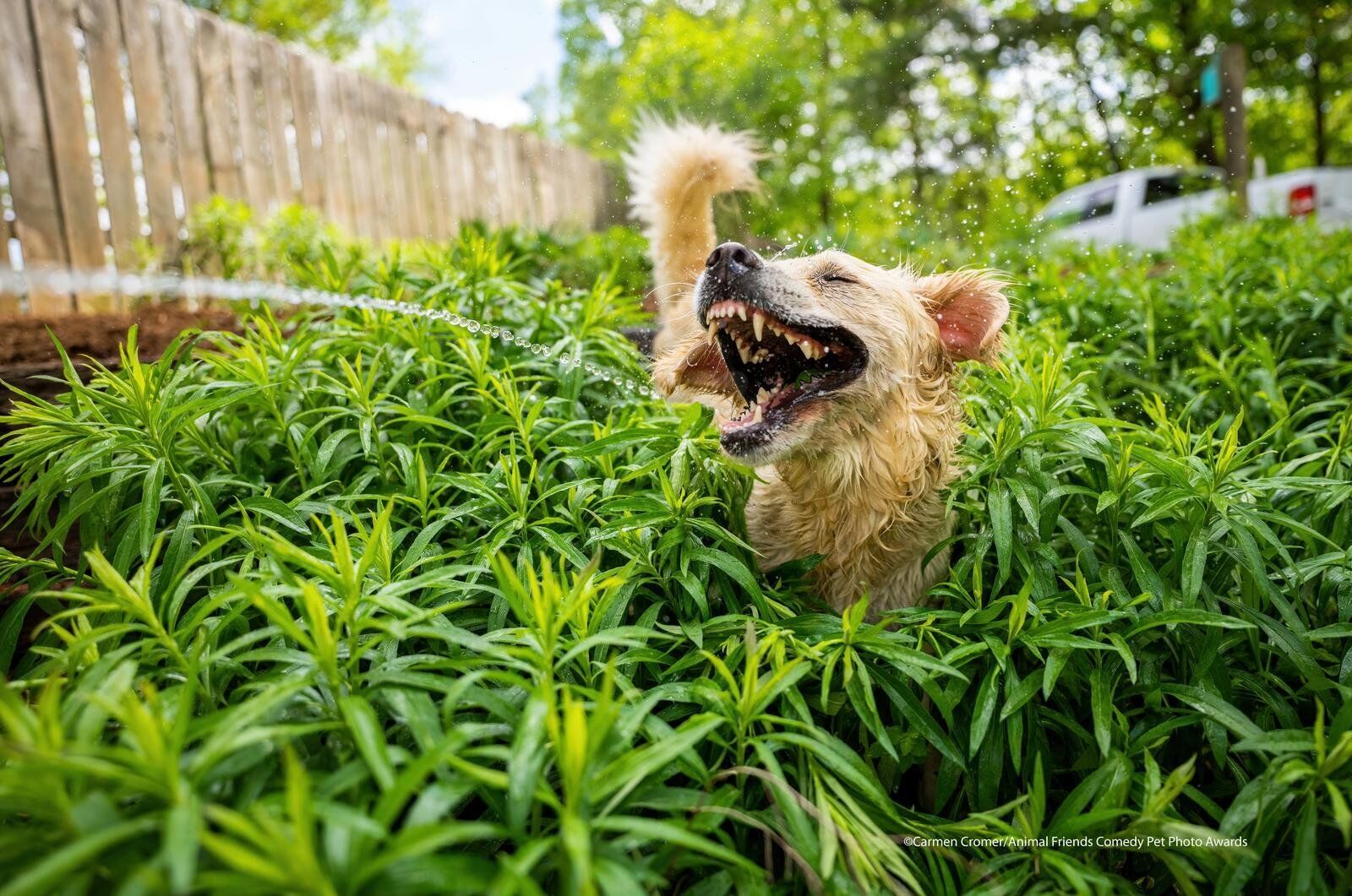 Собака в траве.