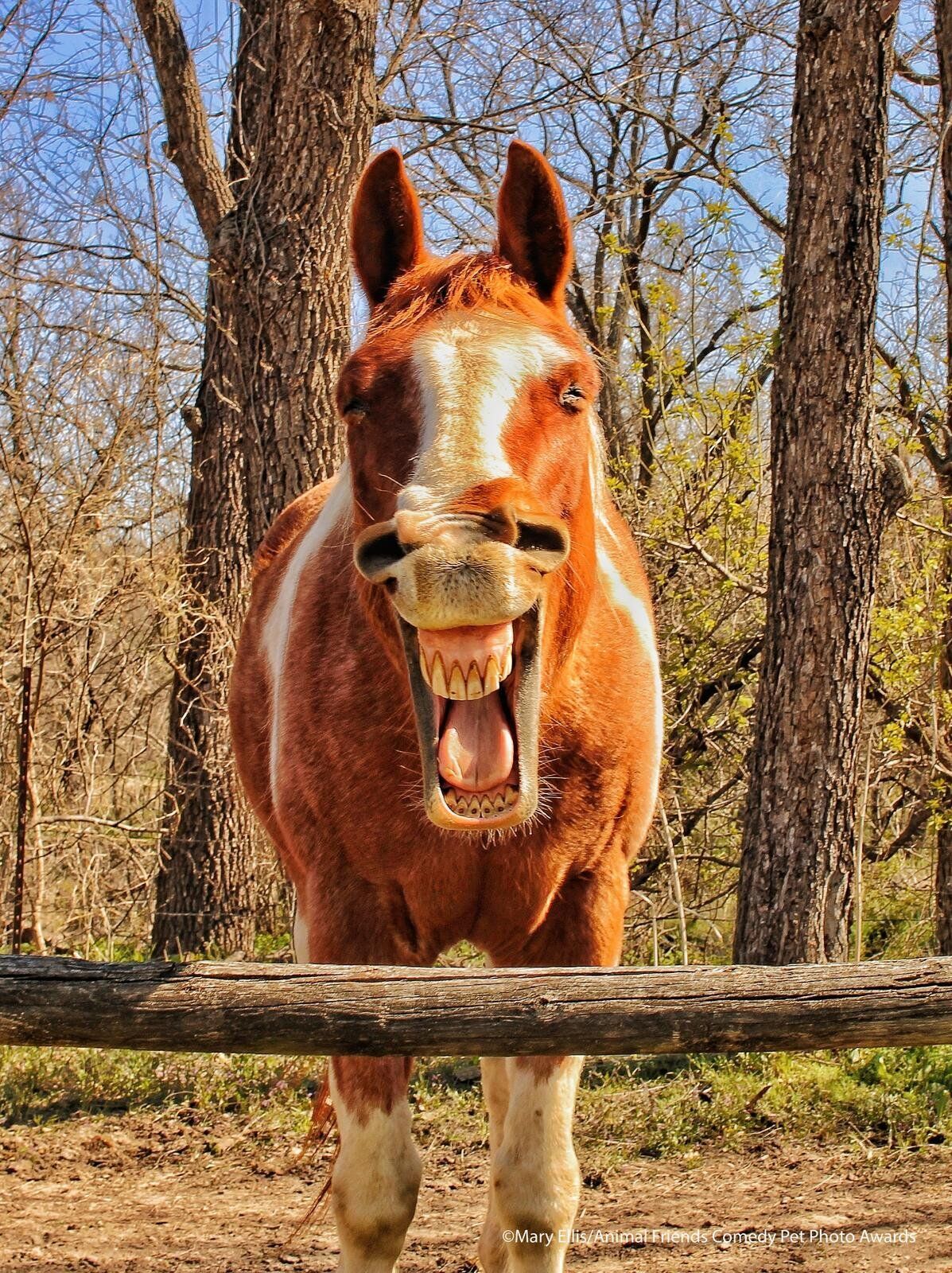 Лошадь улыбается.