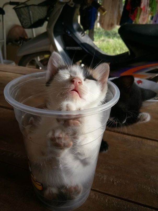 Кіт заліз в стакан