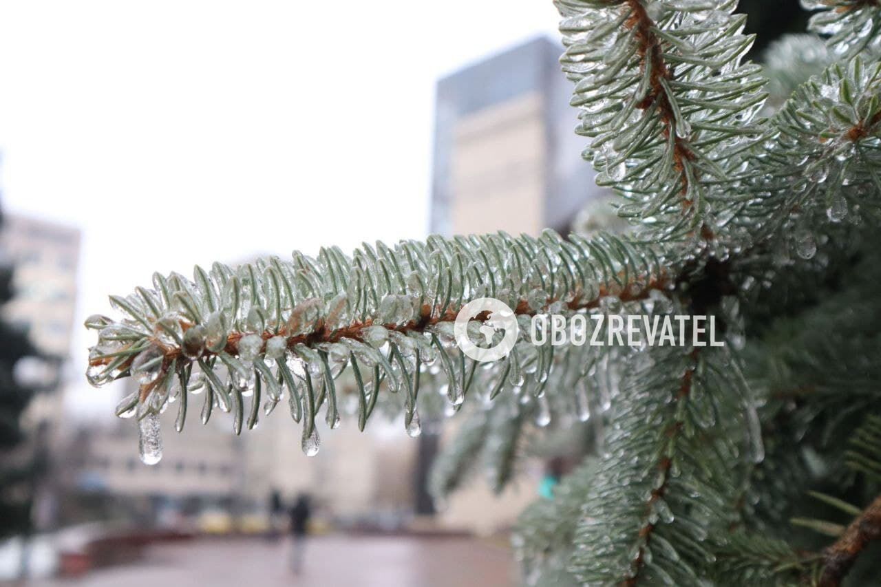 Лід покрив дерева у столиці