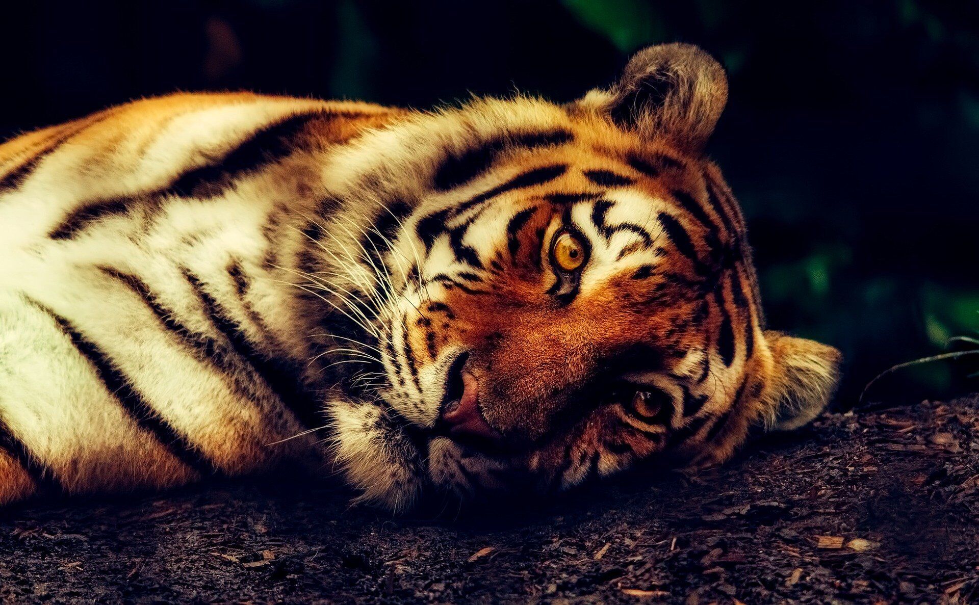 Новый 2022 год будет годом Черного (Голубого) водяного тигра
