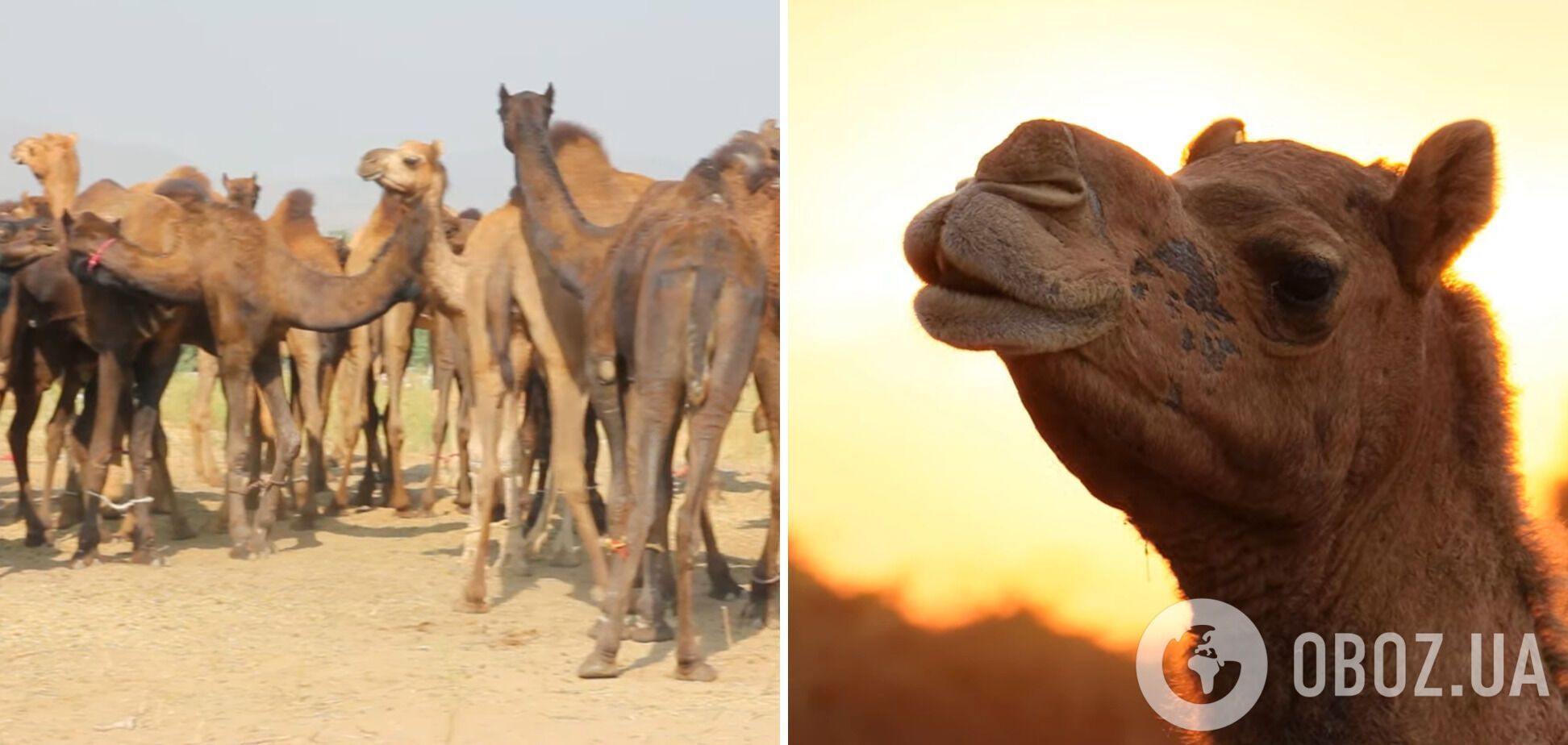 Победу обычно присуждают верблюдам с большими губами