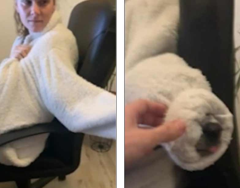 Собака не зміг пролізти в рукав халату