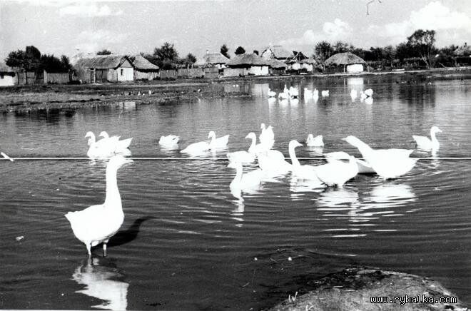 Загальний вигляд села півночі Київської області 1950-1960 р.