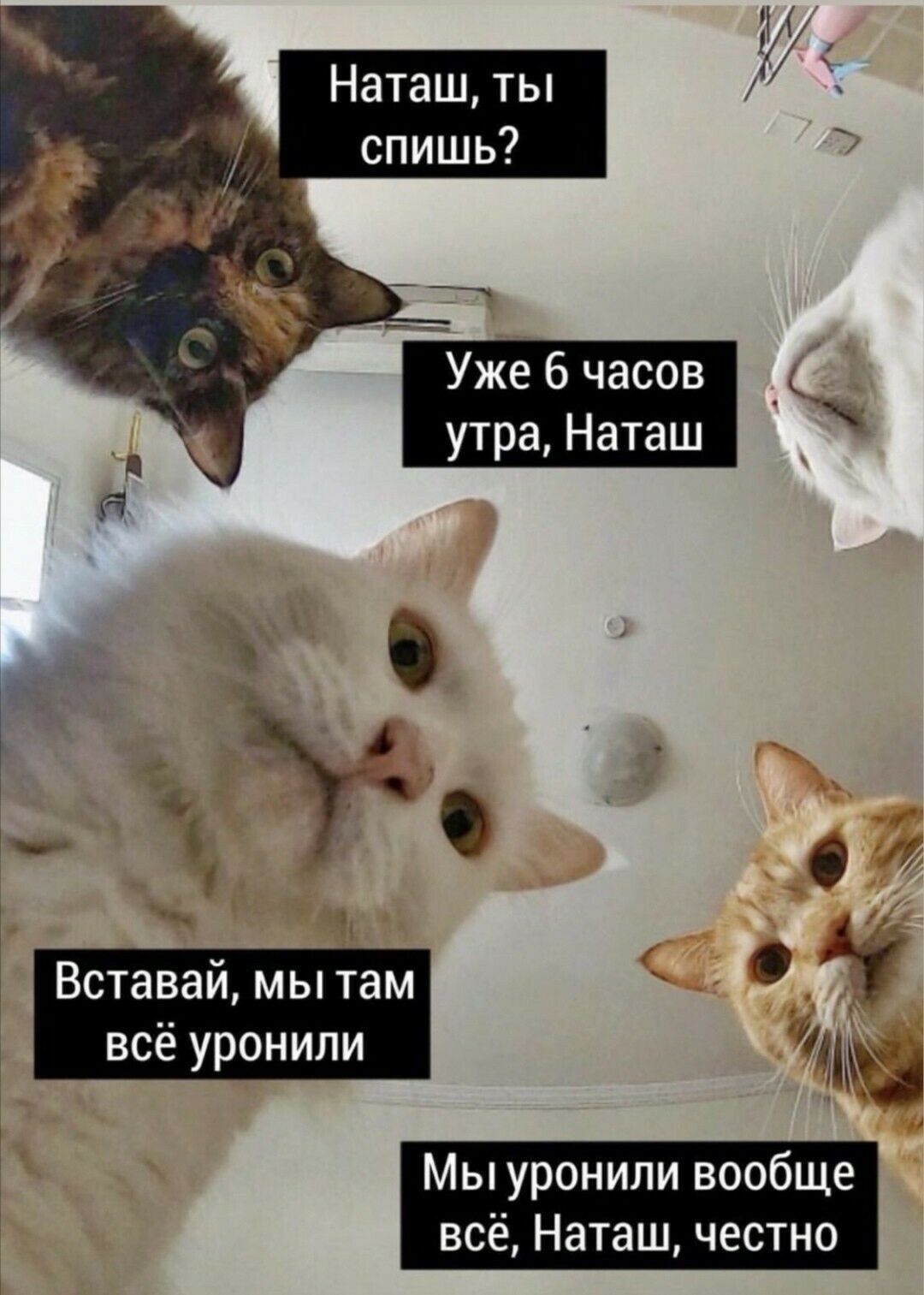 Мем з котами